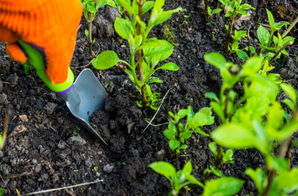 Hydrangea Planting in Saint Petersburg