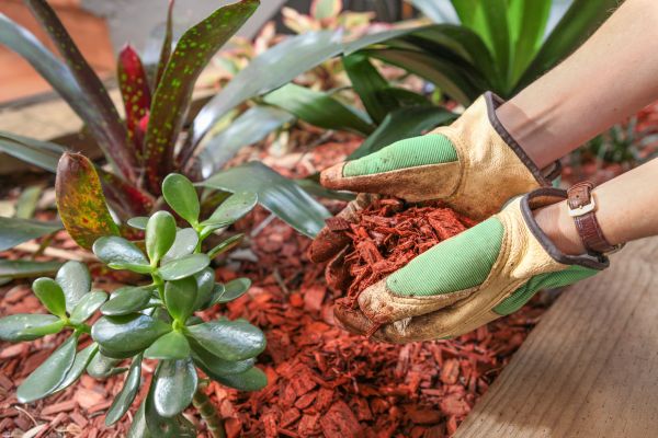 Cedar Mulch Installation in Saint Petersburg