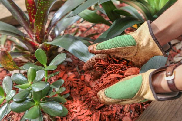 Residential Mulching in Saint Petersburg