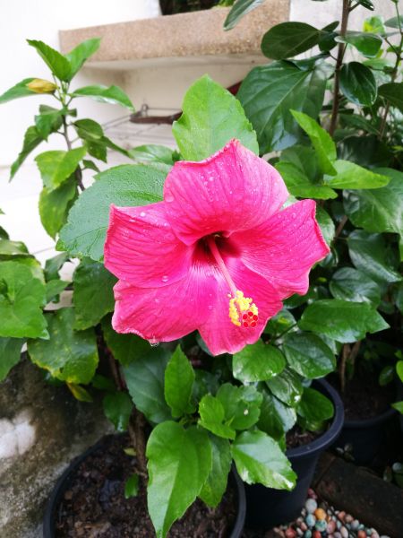 Hibiscus Planting in Saint Petersburg