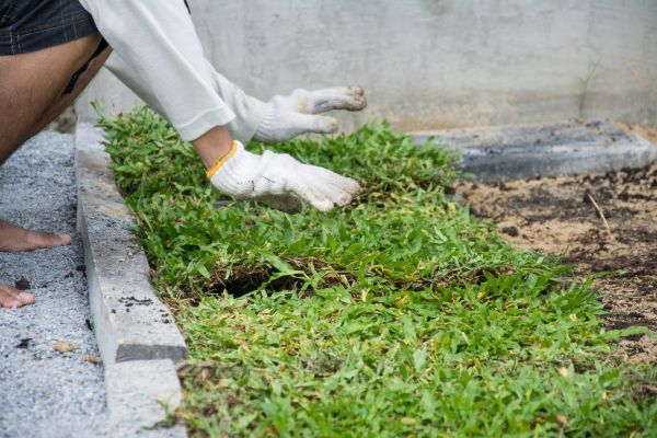Ground Cover Planting in Saint Petersburg