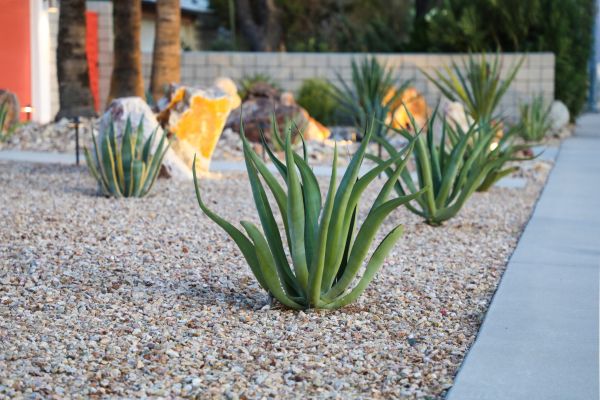 Drought Resistant Landscaping in Saint Petersburg