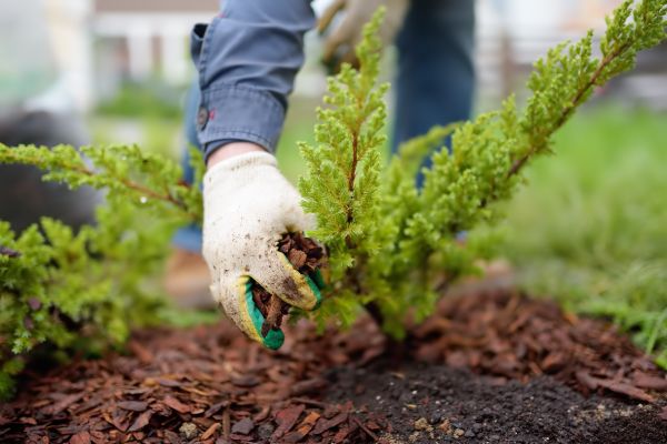 Church Mulching in Saint Petersburg