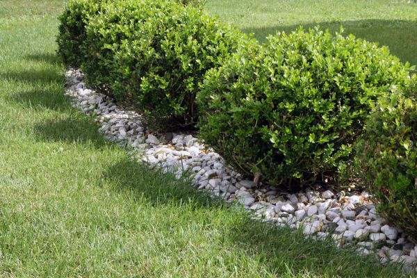 Boxwood Planting in Saint Petersburg
