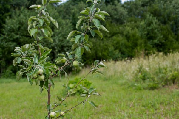 Apple Tree Planting in Saint Petersburg