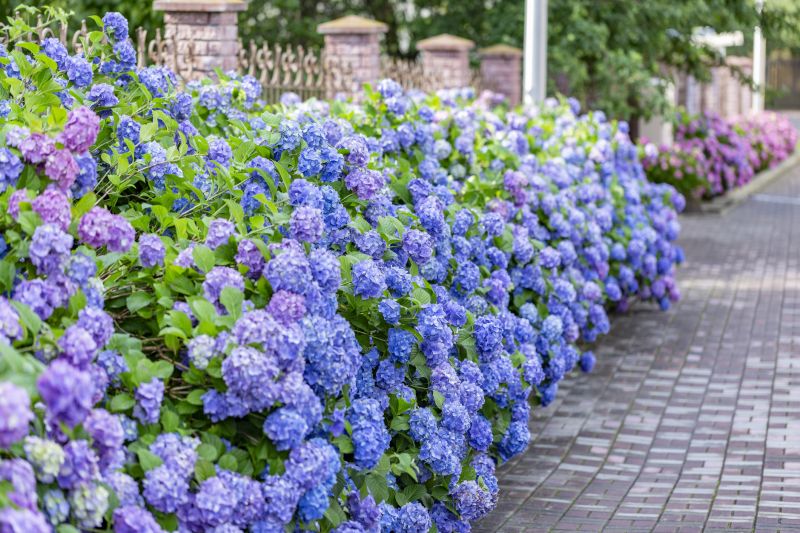 Hydrangea Landscaping